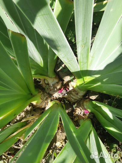 Ирисы бородатые