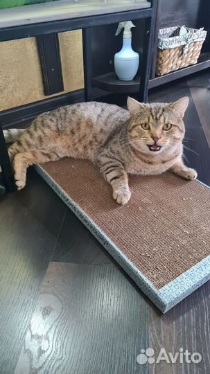 Британец, 2 года