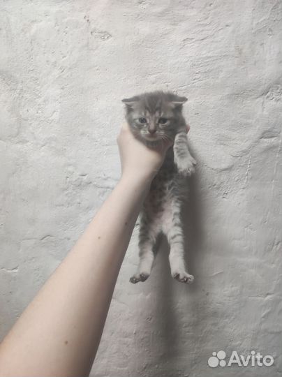 Котенок вислоухий