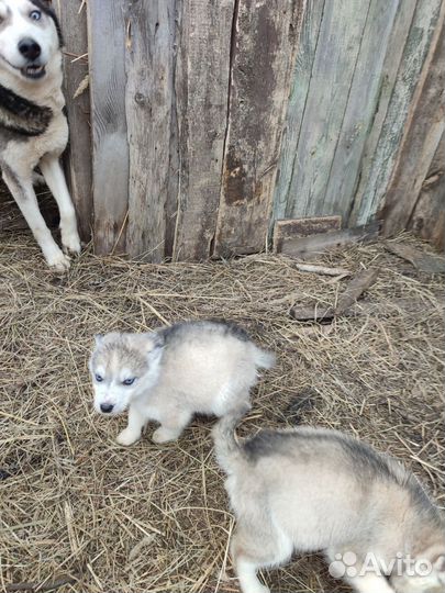 Щенки сибирской хаски