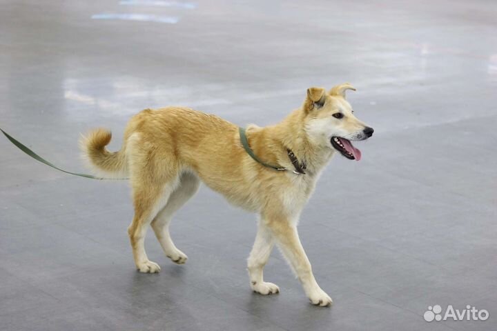 Синди ищет дом