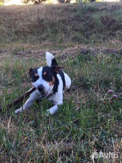 Вязка Джек Рассел терьер, мальчик