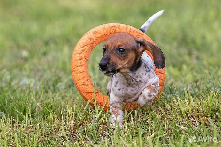 Таксы щенки, мальчики редкого окраса пайболд