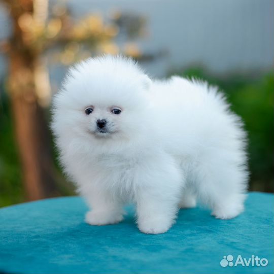 Померанский шпиц девочка