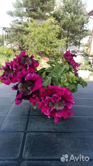 Петуния, Сальвия, Колеус, Гацания, Георгины