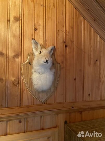 Чучело заяц