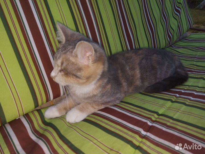 Кошечка