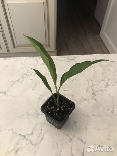 Спатифилум (цветет белыми цветами)