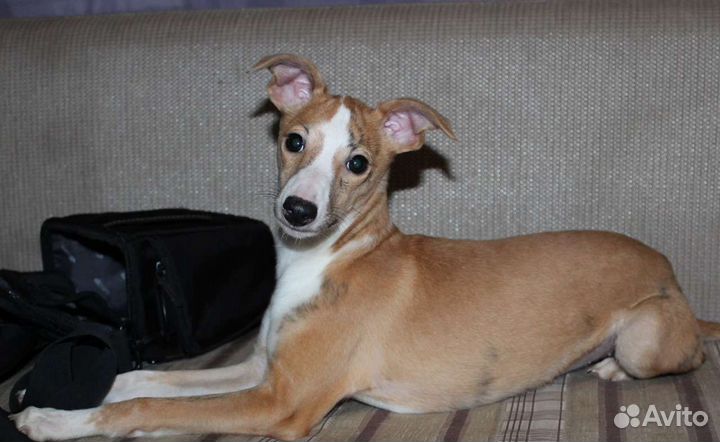 Пара уиппетов