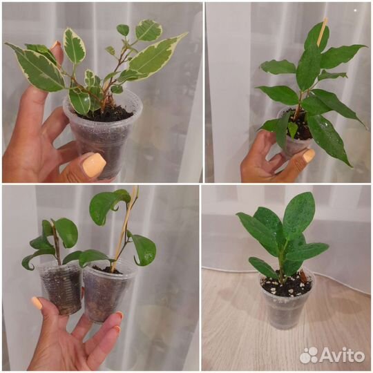 Комнатые цветы. Фикусы разные