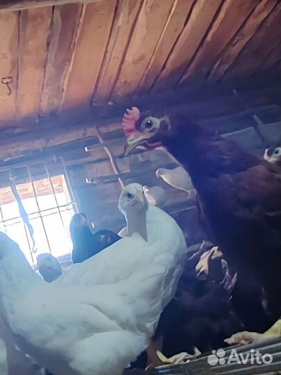 Куры молодки. Браун Ник