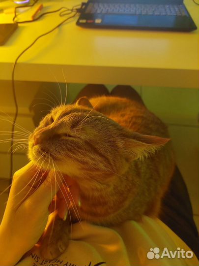 Кошке нужен дом