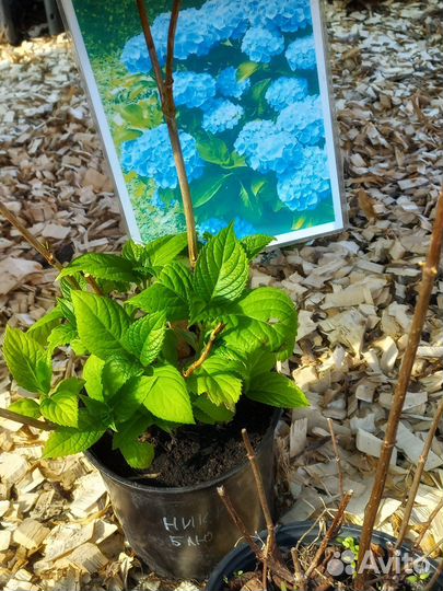 Декор для сада и огорода