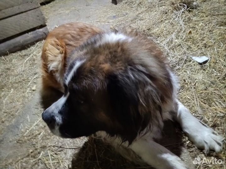 Щенок московской сторожевой