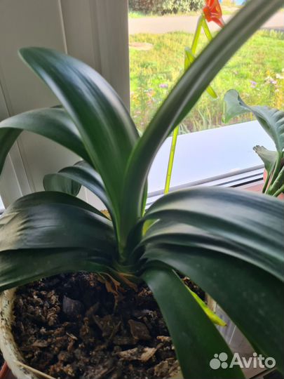 Спатифиллум и другие комнатные растения