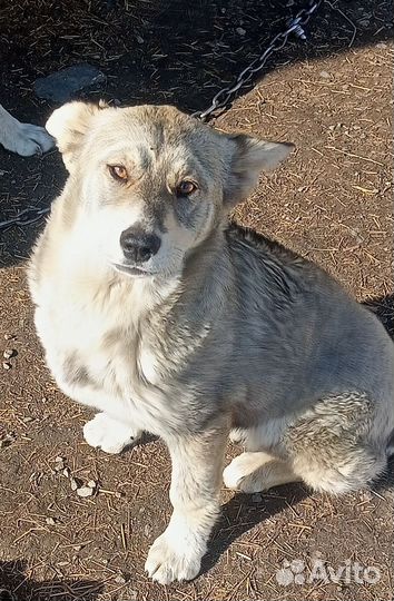 Собака (Сучка)