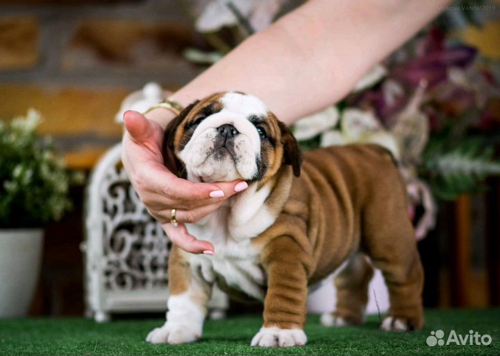 Щенки бульдога