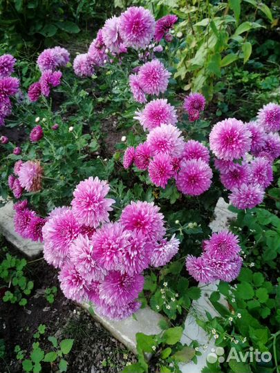 Хризантемы