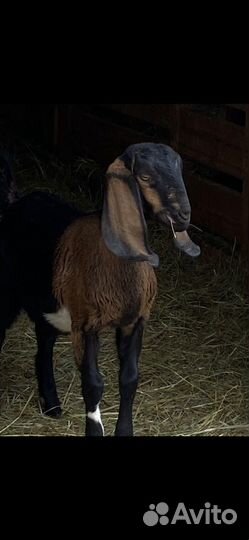 Англо нубийские козы