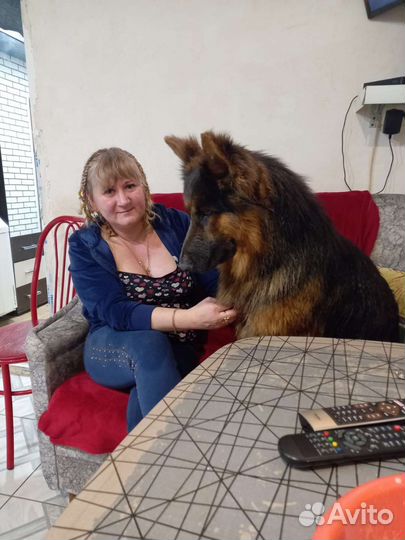 Немецкая овчарка длинношерстная