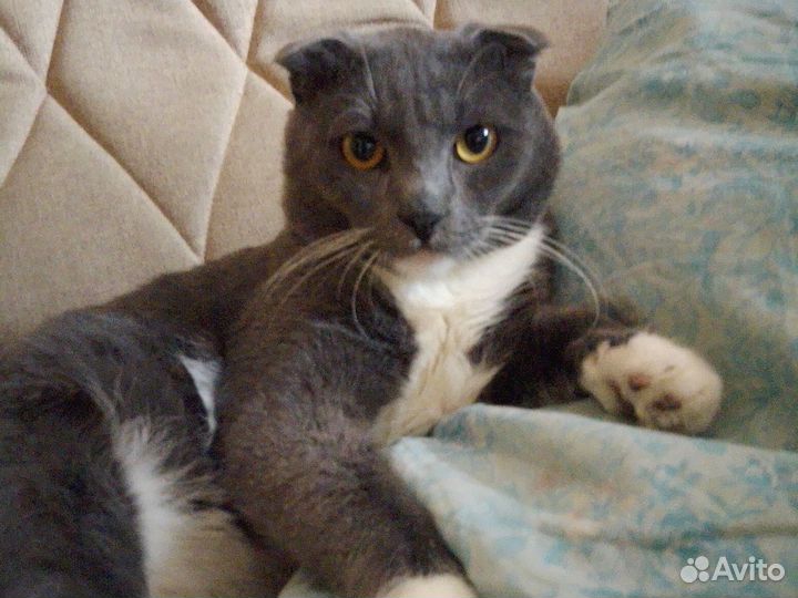 Британская Кошка