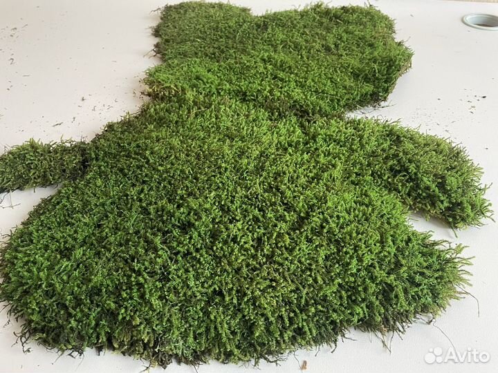 Стабилизированный Мох Плоский (Пластовой) Зелёный
