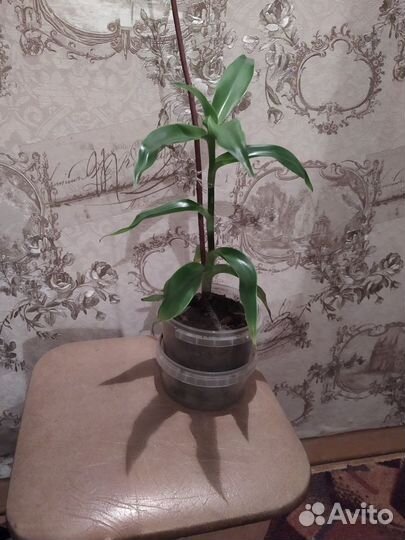 Суккулент сансевиерия Сильвер Ханни и Каллизия