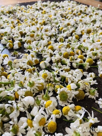 Ромашка сушеная