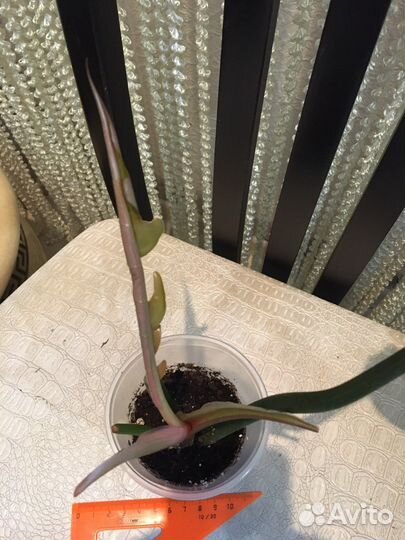 Филодендроны сортовые