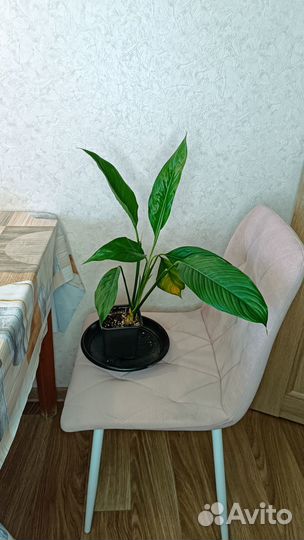 Спатифиллумы