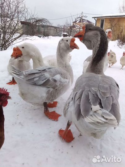 Гуси холмагоры инкуб. Яйцо