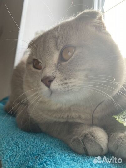 Шотландский кот вязка