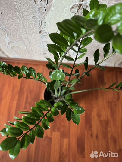 Замиокулькас