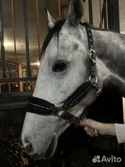 Недоуздок для лошади