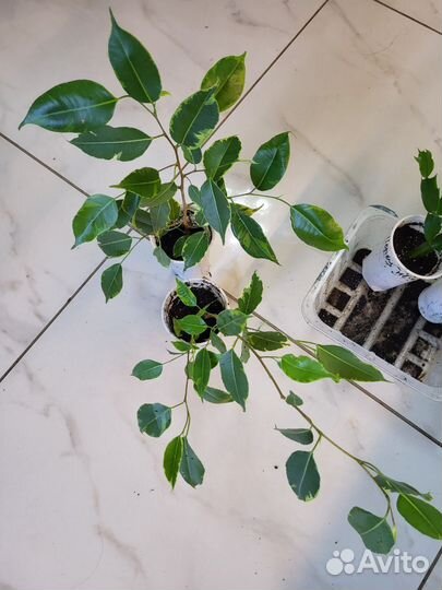 Бегония, фикус, клеродендрум Томпсона, орхидея