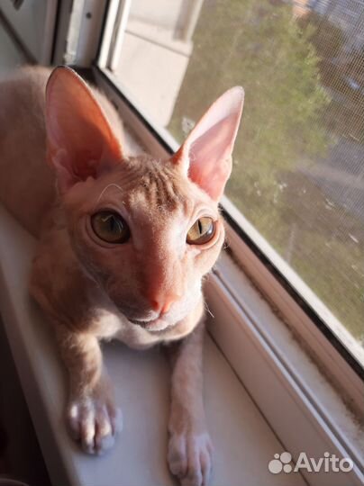 Донской сфинкс