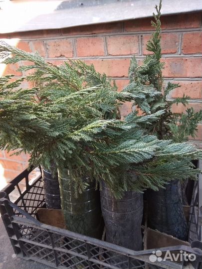 Хоста, можжевельник, жимолость, смородина дз