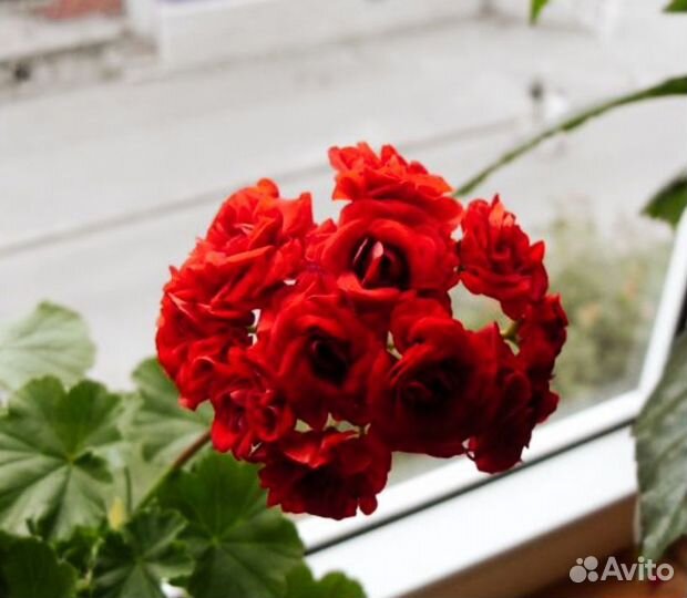 Пеларгония герань красная