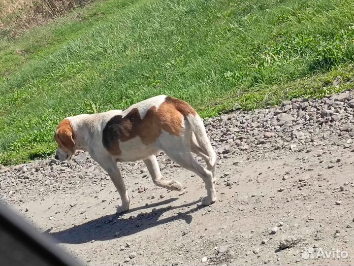 Русская пегая гончая