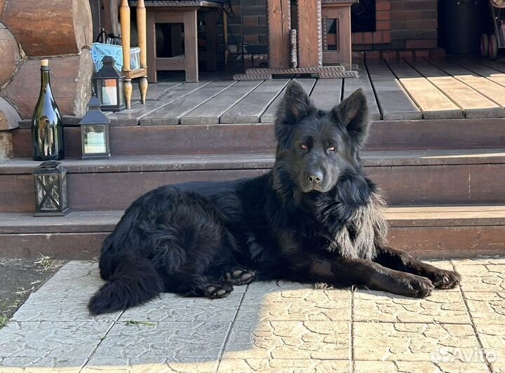 Вязка кобель немецой длинношерстной овчарки