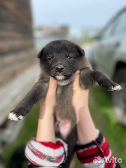 Отдам щенят В добрые руки