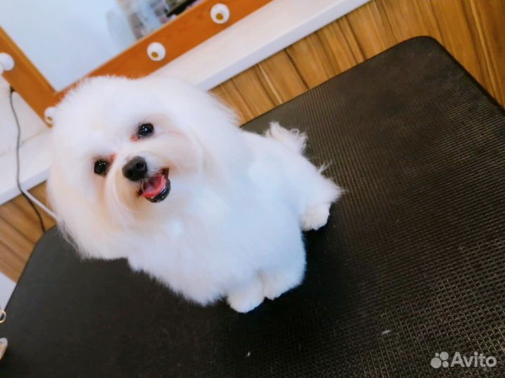 Мальтезе вязка мини