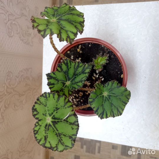 Бегония тигровая