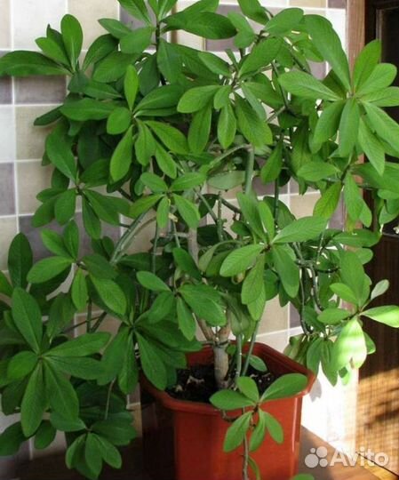 Синадениум granta