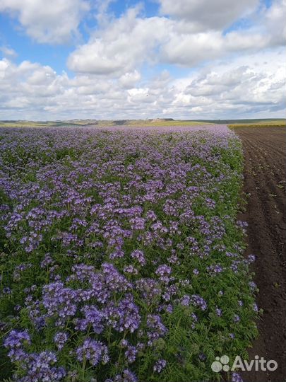 Продам семена фацелии