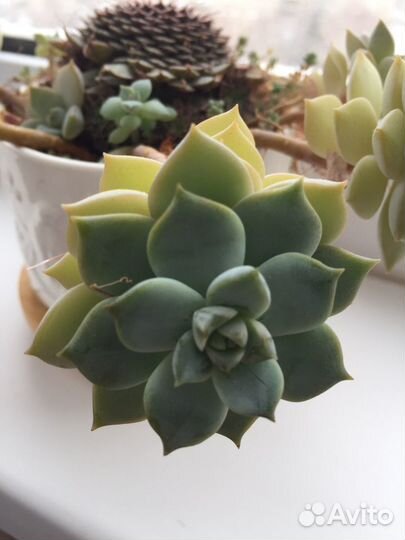 Суккуленты