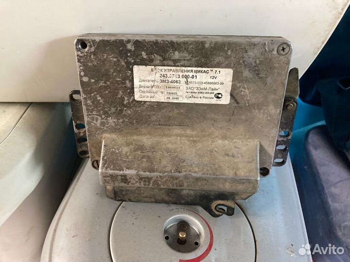 Мозги эбу на газель