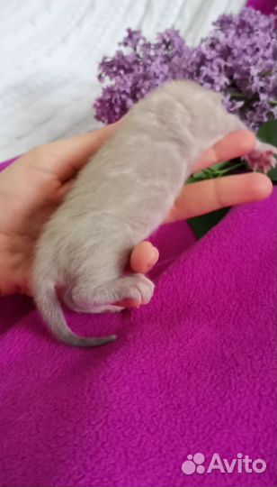 Бенгальские котята
