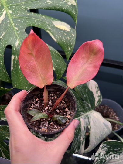 Филодендрон блек кардинал вариегатный