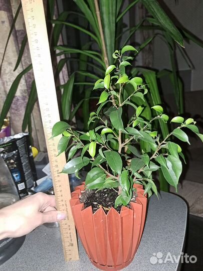 Фикус бенджамина